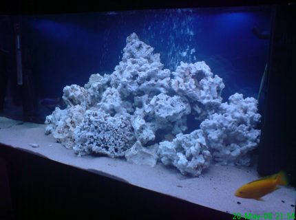280 gallons freshwater fish tank (mostly fish and non-living decorations) - just got all my rock in just need some fish now at present i have 4 baby chiclids and 3 young ones 280 gallons freshwater fish tank (mostly fish and non-living decorations) - just got all my rock in just need some fish now at present i have 4 baby chiclids and 3 young ones