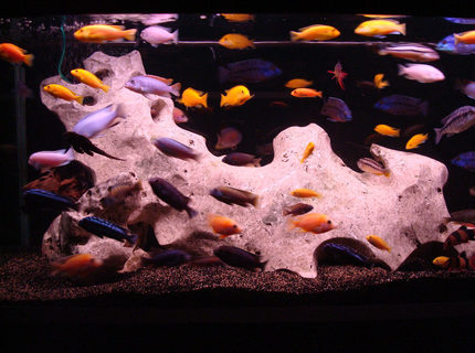 138 gallons freshwater fish tank (mostly fish and non-living decorations) - african - tanganyika 138 gallons freshwater fish tank (mostly fish and non-living decorations) - african - tanganyika