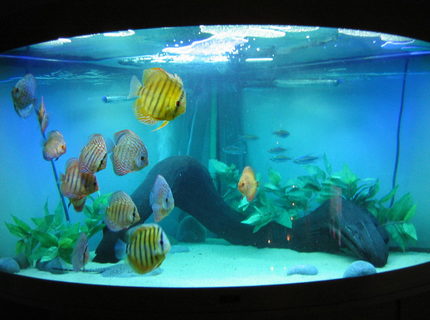 350 gallons freshwater fish tank (mostly fish and non-living decorations) - My Discus tank
-13 discus
-1 motoro stingray
-6 congo tetras 350 gallons freshwater fish tank (mostly fish and non-living decorations) - My Discus tank
-13 discus
-1 motoro stingray
-6 congo tetras
