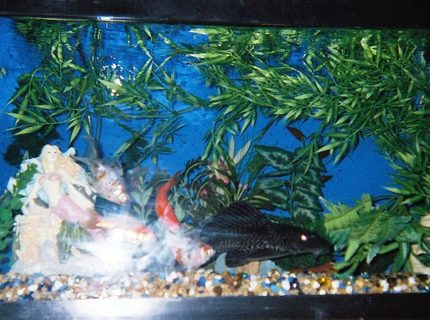 45 gallons freshwater fish tank (mostly fish and non-living decorations) - ok 45 gallons freshwater fish tank (mostly fish and non-living decorations) - ok
