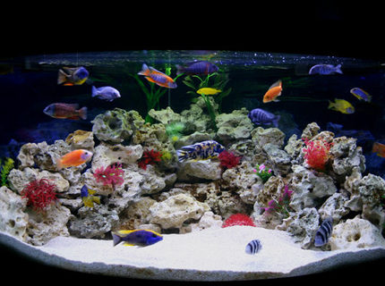 Rated #2: 90 Gallons Freshwater Fish Tank - My new Male Only Show Tank Please leave your comments, Im really interested to know what people think.
Thanks Rated #2: 90 Gallons Freshwater Fish Tank - My new Male Only Show Tank Please leave your comments, Im really interested to know what people think.
Thanks
