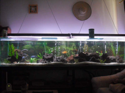 Rated #6: 230 Gallons Freshwater Fish Tank - This is my 230 gallon or 881 liters, sorry. I know this is too far away, but the tank is too long that this is the only way to get it on the picture. thanks Rated #6: 230 Gallons Freshwater Fish Tank - This is my 230 gallon or 881 liters, sorry. I know this is too far away, but the tank is too long that this is the only way to get it on the picture. thanks