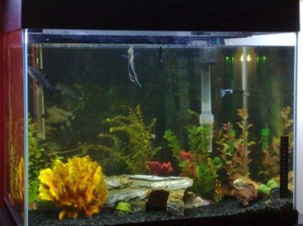 18 gallons freshwater fish tank (mostly fish and non-living decorations) - my first tank 18 gallons freshwater fish tank (mostly fish and non-living decorations) - my first tank