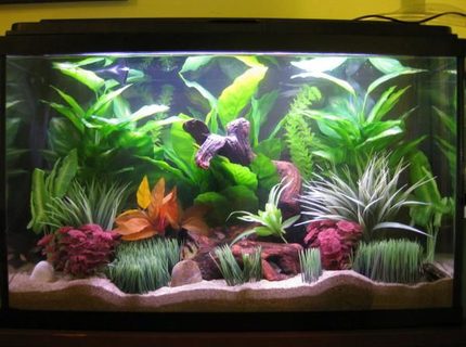 45 gallons freshwater fish tank (mostly fish and non-living decorations) - Front View of My 45G Freshwater Glass Tank. 45 gallons freshwater fish tank (mostly fish and non-living decorations) - Front View of My 45G Freshwater Glass Tank.