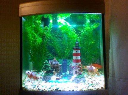 7 gallons freshwater fish tank (mostly fish and non-living decorations) - picture 2 7 gallons freshwater fish tank (mostly fish and non-living decorations) - picture 2