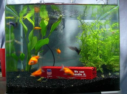 7 gallons freshwater fish tank (mostly fish and non-living decorations) - Old pic of my aquarium. I removed everything and left the tank bare now. Right only has one Pearlscale and few corals to stabilise the pH. 7 gallons freshwater fish tank (mostly fish and non-living decorations) - Old pic of my aquarium. I removed everything and left the tank bare now. Right only has one Pearlscale and few corals to stabilise the pH.
