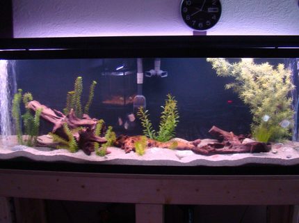45 gallons freshwater fish tank (mostly fish and non-living decorations) - The 125Gal all set up. 2-300W aquaclear heaters hidden below, see heater module pics. Fluval FX5, Elite optima air. Standard lights, saving up for the good lights for some plants. Love the sand. Went with playsand and wont go back to gravel ever. The corys just seemed to love it right away. Still working on decor, going to go find some hardwood branches to try to make something up to hide the air lines and the intake and exhaust of the pump. 45 gallons freshwater fish tank (mostly fish and non-living decorations) - The 125Gal all set up. 2-300W aquaclear heaters hidden below, see heater module pics. Fluval FX5, Elite optima air. Standard lights, saving up for the good lights for some plants. Love the sand. Went with playsand and wont go back to gravel ever. The corys just seemed to love it right away. Still working on decor, going to go find some hardwood branches to try to make something up to hide the air lines and the intake and exhaust of the pump.