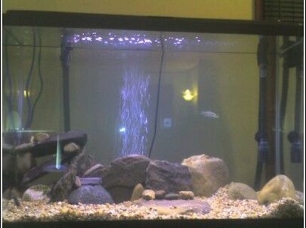 45 gallons freshwater fish tank (mostly fish and non-living decorations) - another angle 45 gallons freshwater fish tank (mostly fish and non-living decorations) - another angle