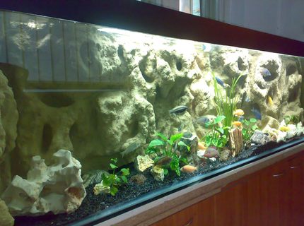 132 gallons freshwater fish tank (mostly fish and non-living decorations) - Mbuna setup 132 gallons freshwater fish tank (mostly fish and non-living decorations) - Mbuna setup