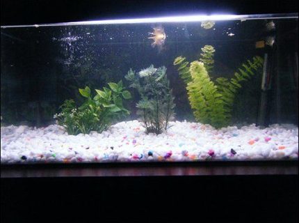 13 gallons freshwater fish tank (mostly fish and non-living decorations) - Tank 13 gallons freshwater fish tank (mostly fish and non-living decorations) - Tank