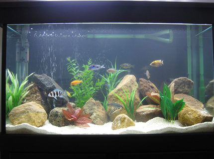 45 gallons freshwater fish tank (mostly fish and non-living decorations) - African Cichlid Tank. 45 gallons freshwater fish tank (mostly fish and non-living decorations) - African Cichlid Tank.