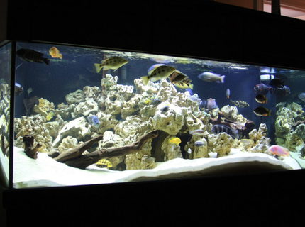 Rated #9: 300 Gallons Freshwater Fish Tank - This has been a long work in progress I raised most of these guys in a 90g and have recently upgraded to this. It took a lot of Time getting the rockwork all to my liking. I will try to keep this updated as I make changes. Thank You for Looking. The tank is 72"x 36"x 27" Tall Rated #9: 300 Gallons Freshwater Fish Tank - This has been a long work in progress I raised most of these guys in a 90g and have recently upgraded to this. It took a lot of Time getting the rockwork all to my liking. I will try to keep this updated as I make changes. Thank You for Looking. The tank is 72"x 36"x 27" Tall