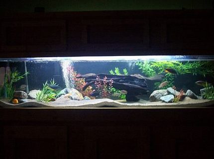 Rated #8: 100 Gallons Freshwater Fish Tank - night view- 100 gallon african cichlid tank Rated #8: 100 Gallons Freshwater Fish Tank - night view- 100 gallon african cichlid tank