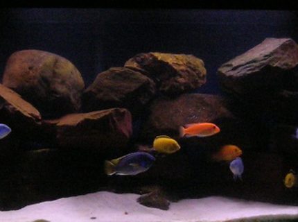 Rated #9: 100 Gallons Freshwater Fish Tank - My 100g Dream Cichlid Tank Rated #9: 100 Gallons Freshwater Fish Tank - My 100g Dream Cichlid Tank