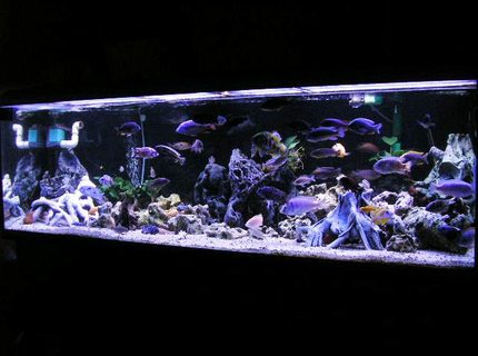Rated #1: 200 Gallons Freshwater Fish Tank - 200 gal Mixed Rift lake tank. Rated #1: 200 Gallons Freshwater Fish Tank - 200 gal Mixed Rift lake tank.