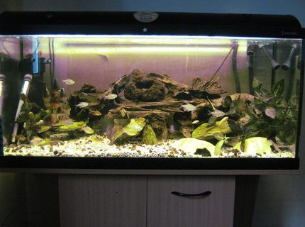45 gallons freshwater fish tank (mostly fish and non-living decorations) - FFA Community Tank 45 gallons freshwater fish tank (mostly fish and non-living decorations) - FFA Community Tank