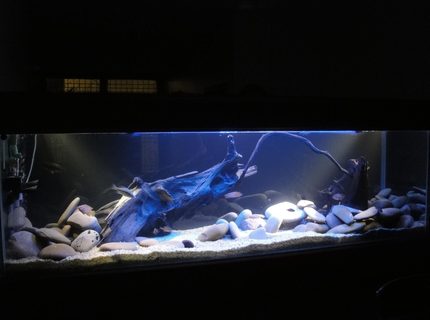 209 gallons freshwater fish tank (mostly fish and non-living decorations) - african tank 209 gallons freshwater fish tank (mostly fish and non-living decorations) - african tank