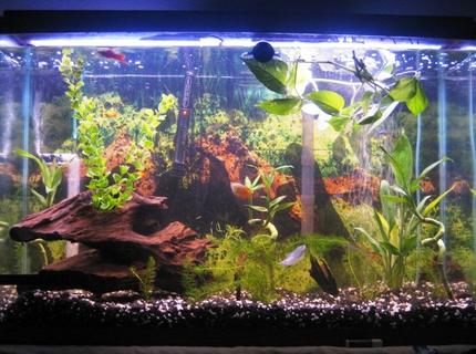 45 gallons freshwater fish tank (mostly fish and non-living decorations) - 45 gallon tank
Any suggestion, anyone?? 45 gallons freshwater fish tank (mostly fish and non-living decorations) - 45 gallon tank
Any suggestion, anyone??