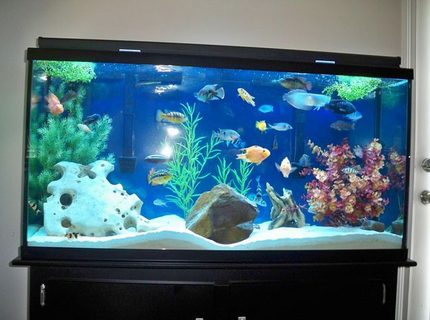 175 gallons freshwater fish tank (mostly fish and non-living decorations) - the old 60 gallon Feb 10, 2009
tank is for sale $250 obo. dallas/ft worth, locals only. 175 gallons freshwater fish tank (mostly fish and non-living decorations) - the old 60 gallon Feb 10, 2009
tank is for sale $250 obo. dallas/ft worth, locals only.