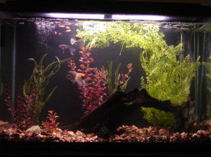 45 gallons freshwater fish tank (mostly fish and non-living decorations) - 45 gallon, plastic plants, driftwood, 1x hatchet, 2x cherry barb, 1x angelfish, 1x sailfin catfish, 2x upside-down catfish, 5x golden white clouds, 3x black skirt tetra 45 gallons freshwater fish tank (mostly fish and non-living decorations) - 45 gallon, plastic plants, driftwood, 1x hatchet, 2x cherry barb, 1x angelfish, 1x sailfin catfish, 2x upside-down catfish, 5x golden white clouds, 3x black skirt tetra