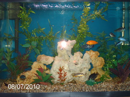 45 gallons freshwater fish tank (mostly fish and non-living decorations) - Redecorated 8-7-08. 45 gallons freshwater fish tank (mostly fish and non-living decorations) - Redecorated 8-7-08.