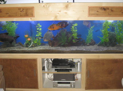 240 gallons freshwater fish tank (mostly fish and non-living decorations) - I took out the river rocks because I couldn't clean as well as I wanted to so I
went with sand, I got the sand for free from a pet store (about 500 pounds of sand for free)(sorry I did my math wrong I first said 375 but I put the buckets on a scale and each 5 gallon bucket weight 100 a piece and I had 5,5 gallon buckets full to the top))
Like I said before Ive tried to update my other account on rate my fish tank but when
I try to add new pics it keeps going to the old pics and not the news pics
i upload, even when I deleted the old pics 240 gallons freshwater fish tank (mostly fish and non-living decorations) - I took out the river rocks because I couldn't clean as well as I wanted to so I
went with sand, I got the sand for free from a pet store (about 500 pounds of sand for free)(sorry I did my math wrong I first said 375 but I put the buckets on a scale and each 5 gallon bucket weight 100 a piece and I had 5,5 gallon buckets full to the top))
Like I said before Ive tried to update my other account on rate my fish tank but when
I try to add new pics it keeps going to the old pics and not the news pics
i upload, even when I deleted the old pics