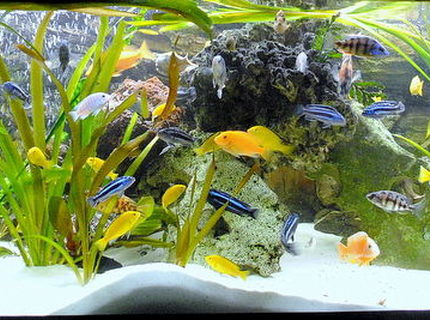 Rated #3: 132 Gallons Freshwater Fish Tank - My best TV chanell Rated #3: 132 Gallons Freshwater Fish Tank - My best TV chanell