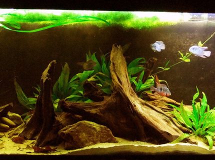 Rated #9: 55 Gallons Freshwater Fish Tank - My South American themeed Cichlid tank
I have:
3 blue acara
2 Firemouth (pair)
2 Black Ghost Knifefish
1 Royal L190 Panaque Rated #9: 55 Gallons Freshwater Fish Tank - My South American themeed Cichlid tank
I have:
3 blue acara
2 Firemouth (pair)
2 Black Ghost Knifefish
1 Royal L190 Panaque
