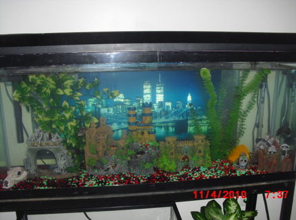 50 gallons freshwater fish tank (mostly fish and non-living decorations) - skull island 50 gallons freshwater fish tank (mostly fish and non-living decorations) - skull island