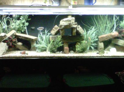 350 gallons freshwater fish tank (mostly fish and non-living decorations) - 350 gallon acrylic 350 gallons freshwater fish tank (mostly fish and non-living decorations) - 350 gallon acrylic