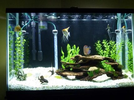 45 gallons freshwater fish tank (mostly fish and non-living decorations) - 45 gal freshwater. 4 Angels, 2 Discus, 2 Rams, 1 Pleco. Marineland LED light. Under-gravel and power filters. 45 gallons freshwater fish tank (mostly fish and non-living decorations) - 45 gal freshwater. 4 Angels, 2 Discus, 2 Rams, 1 Pleco. Marineland LED light. Under-gravel and power filters.