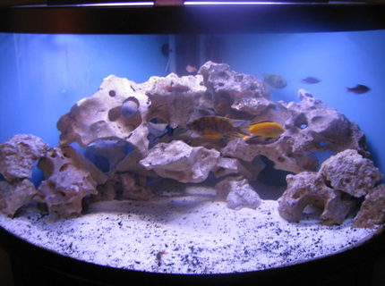 92 gallons freshwater fish tank (mostly fish and non-living decorations) - My 92 gallon Malawi cichlid tank 92 gallons freshwater fish tank (mostly fish and non-living decorations) - My 92 gallon Malawi cichlid tank