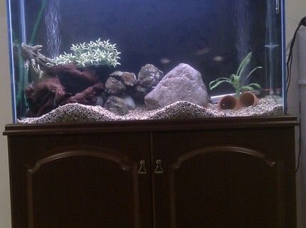 12 gallons freshwater fish tank (mostly fish and non-living decorations) - Fish tank red tailed black shar tiger barb ruby neon tetra pleco aquarium 45 gallon 200 litre aheim 2213 external canister 12 gallons freshwater fish tank (mostly fish and non-living decorations) - Fish tank red tailed black shar tiger barb ruby neon tetra pleco aquarium 45 gallon 200 litre aheim 2213 external canister