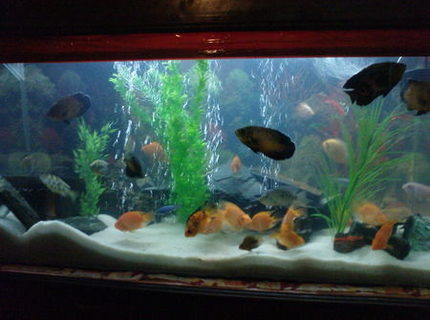 119 gallons freshwater fish tank (mostly fish and non-living decorations) - Predators tank with lovely setup. 119 gallons freshwater fish tank (mostly fish and non-living decorations) - Predators tank with lovely setup.