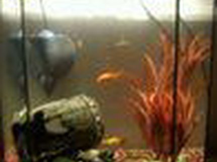 7 gallons freshwater fish tank (mostly fish and non-living decorations) - just a basic picture of my tank :D 7 gallons freshwater fish tank (mostly fish and non-living decorations) - just a basic picture of my tank :D