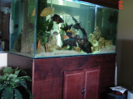 350 gallons freshwater fish tank (mostly fish and non-living decorations) - 350 gallon cichlid tank with 30+ cichlids from fry to 10 inches 350 gallons freshwater fish tank (mostly fish and non-living decorations) - 350 gallon cichlid tank with 30+ cichlids from fry to 10 inches