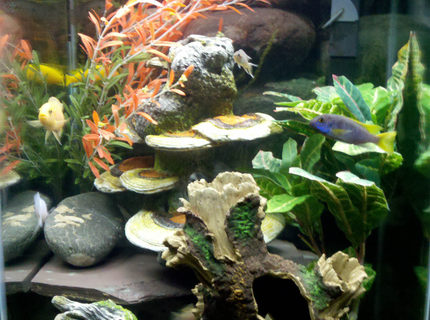 47 gallons freshwater fish tank (mostly fish and non-living decorations) - 47 gallon vertical tank with mixed African Cichlids. 47 gallons freshwater fish tank (mostly fish and non-living decorations) - 47 gallon vertical tank with mixed African Cichlids.
