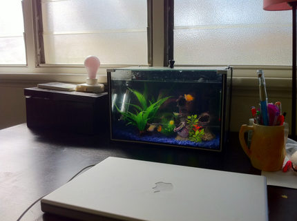 4 gallons freshwater fish tank (mostly fish and non-living decorations) - 3 balloon mollies keeping me company during the last 6 months of writing my PhD thesis. Their names are officer 'smitty' mcclusky (white/pink), the 'situation' (patchy yellow and orange), and jamaal (black with blue speckles). These divas need brackish water and lots of maintenance. Bigs ups to my 3 little distractions. 4 gallons freshwater fish tank (mostly fish and non-living decorations) - 3 balloon mollies keeping me company during the last 6 months of writing my PhD thesis. Their names are officer 'smitty' mcclusky (white/pink), the 'situation' (patchy yellow and orange), and jamaal (black with blue speckles). These divas need brackish water and lots of maintenance. Bigs ups to my 3 little distractions.
