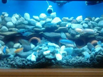 210 gallons freshwater fish tank (mostly fish and non-living decorations) - My african set up 210 gallons freshwater fish tank (mostly fish and non-living decorations) - My african set up