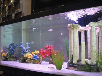 45 gallons freshwater fish tank (mostly fish and non-living decorations) - A shot of all the tank inhabitants 45 gallons freshwater fish tank (mostly fish and non-living decorations) - A shot of all the tank inhabitants