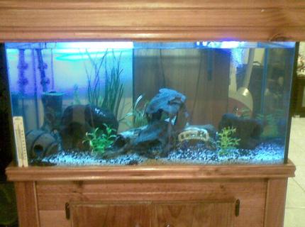 50 gallons freshwater fish tank (mostly fish and non-living decorations) - My fish love to hide there are fish in there.... Really! 50 gallons freshwater fish tank (mostly fish and non-living decorations) - My fish love to hide there are fish in there.... Really!