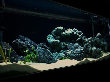 Rated #10: 80 Gallons Freshwater Fish Tank - Just finished setting up my rift tank and would like to share with the world! Ive been addicted to cichlids and have been caring for them for about 5 years now. Rated #10: 80 Gallons Freshwater Fish Tank - Just finished setting up my rift tank and would like to share with the world! Ive been addicted to cichlids and have been caring for them for about 5 years now.