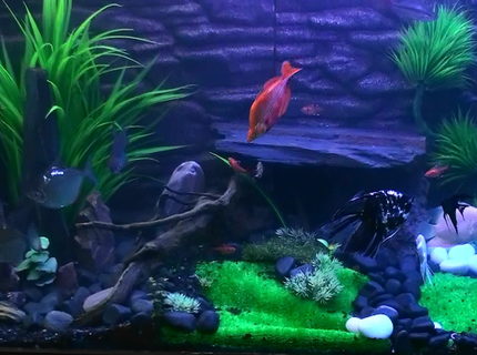 260 gallons freshwater fish tank (mostly fish and non-living decorations) - complete Tank 260 gallons freshwater fish tank (mostly fish and non-living decorations) - complete Tank
