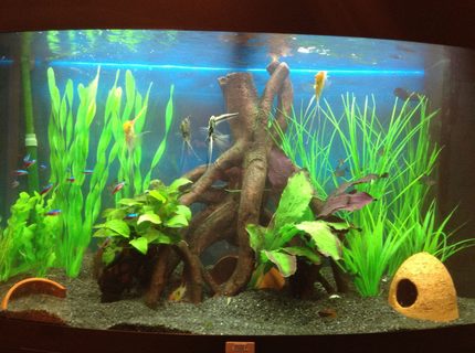 45 gallons freshwater fish tank (mostly fish and non-living decorations) - Juwel vision 180
Freshwater Tropical
Eheim Ecco 2232 Canister
Juwel Internal
Established 6 Months
4 Small Angels
15 Plump Cardinals
10 Phantom Tetras
3 Panda Corys
Pair of Rams 45 gallons freshwater fish tank (mostly fish and non-living decorations) - Juwel vision 180
Freshwater Tropical
Eheim Ecco 2232 Canister
Juwel Internal
Established 6 Months
4 Small Angels
15 Plump Cardinals
10 Phantom Tetras
3 Panda Corys
Pair of Rams