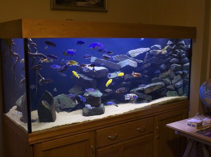 Rated #5: 250 Gallons Freshwater Fish Tank - 800L Malawi Mbuna setup Rated #5: 250 Gallons Freshwater Fish Tank - 800L Malawi Mbuna setup