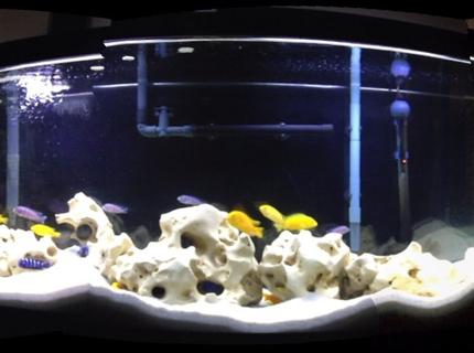 50 gallons freshwater fish tank (mostly fish and non-living decorations) - Malawi Cichlids 50 gallons freshwater fish tank (mostly fish and non-living decorations) - Malawi Cichlids