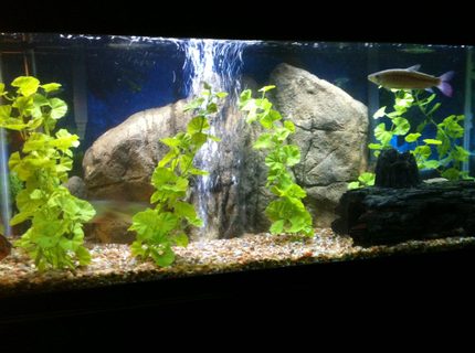 Rated #34: 75 Gallons Freshwater Fish Tank - 75 Gallon fresh water Rated #34: 75 Gallons Freshwater Fish Tank - 75 Gallon fresh water