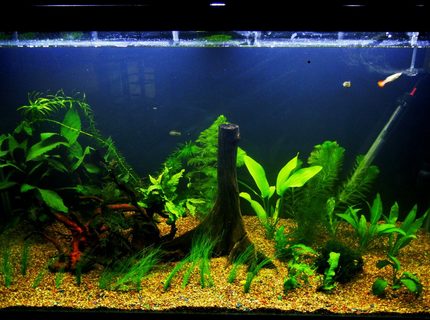 Rated #33: 90 Gallons Freshwater Fish Tank - Have a nice day! Rated #33: 90 Gallons Freshwater Fish Tank - Have a nice day!