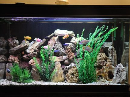 Rated #22: 100 Gallons Freshwater Fish Tank - 100 gallon fish tank Rated #22: 100 Gallons Freshwater Fish Tank - 100 gallon fish tank