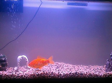 38 gallons freshwater fish tank (mostly fish and non-living decorations) - My tank after the sick fish 38 gallons freshwater fish tank (mostly fish and non-living decorations) - My tank after the sick fish